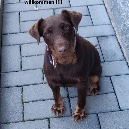 Apartmán Am Kinzigberg 5